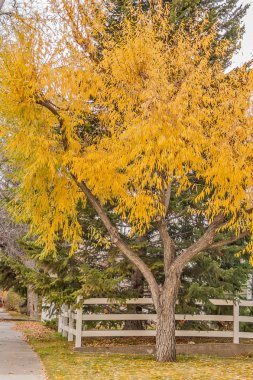 Sonbahar Ağaç ve çit