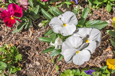 Üç beyaz hercai menekşe 