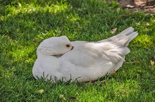 White Domestic Goose — Stock Photo, Image