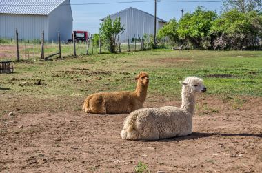 İyi görünümlü Llamas