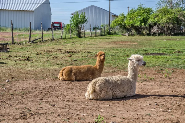İyi görünümlü Llamas