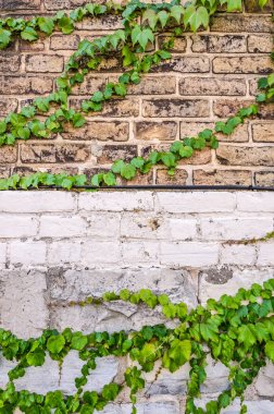 Tuğla duvarlar üzerinde Yeşil üzüm