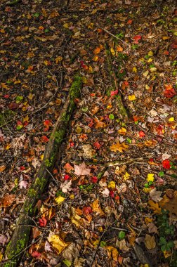 Parlak Yeşil Yosun ile Günlükler Dağılmış Sonbahar Yaprakları Ortasında