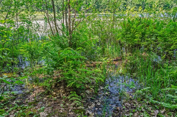 Ferns and Grasses in Dark Blue Water — 스톡 사진