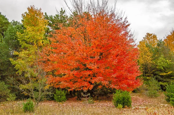 明るい秋の色は緑と混合 — ストック写真