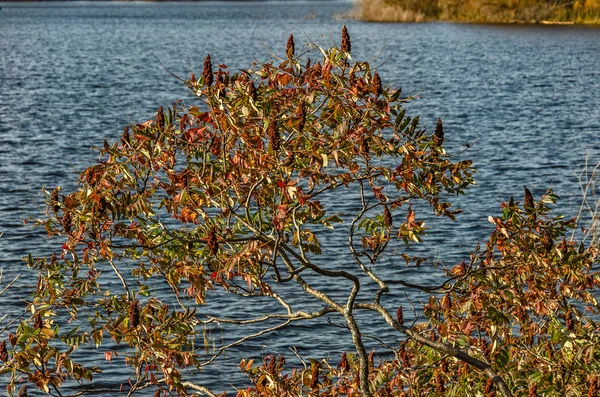 여름 과 가을 사이에 푸른 호수 배경을 가지고 있는 수맥 — 스톡 사진