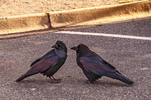 Dvě vrány stojící na asfaltu na parkovacím místě — Stock fotografie
