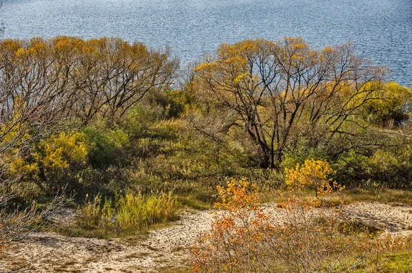 Árvores com cores de outono ao longo da borda do Lago Manistee — Fotografia de Stock