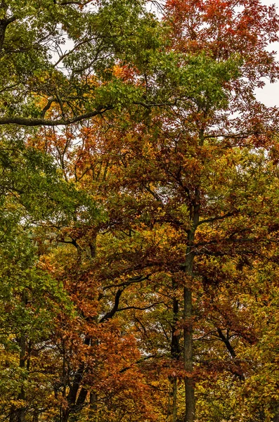 秋色の背の高いオークの木 — ストック写真