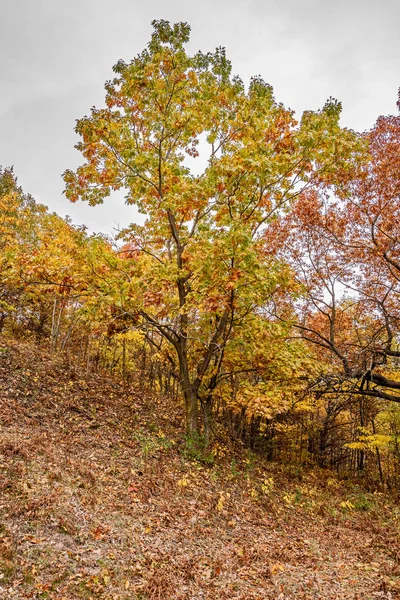 主に秋のさまざまな段階でオークの葉 — ストック写真