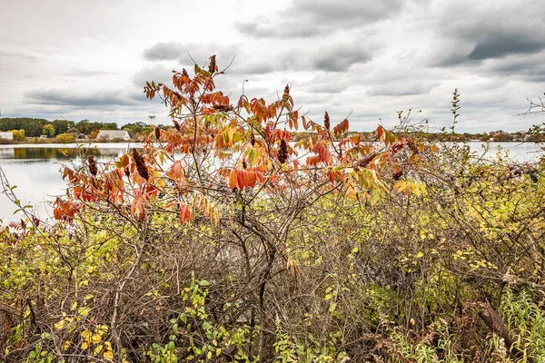 Sumac cerca del final de su temporada con unas pocas hojas y flores — Foto de Stock