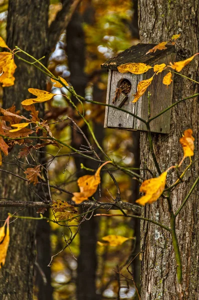 鸟屋挂在几片色彩斑斓的树叶附近的树上 — 图库照片