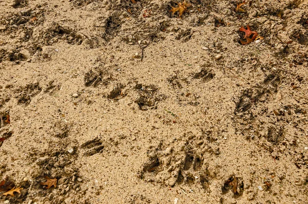 Оленьи следы в мягком песке или грязи с несколькими листьями дуба — стоковое фото