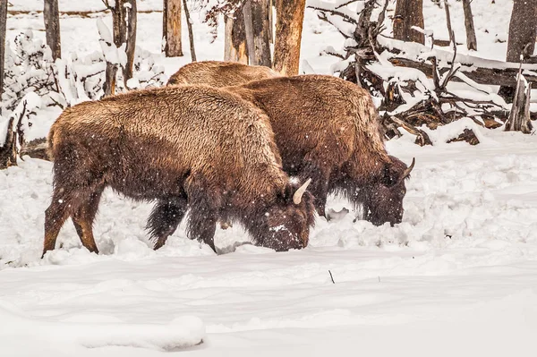 Tři bizoni hledají jídlo — Stock fotografie
