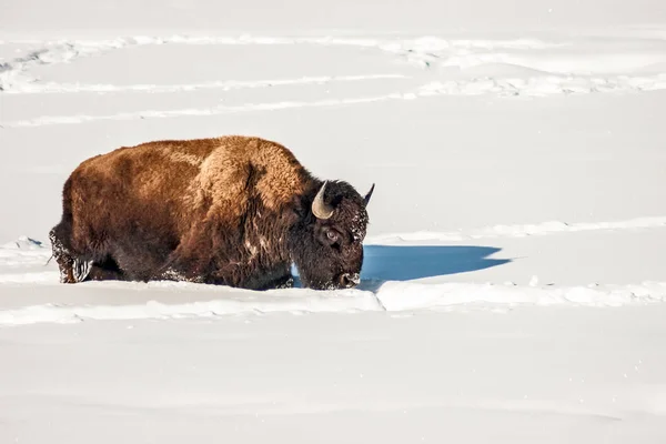 American Bison Plodding Through the Snow — Stock fotografie