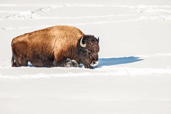 Le bison va de l'avant dans la neige À la recherche de nourriture Images De Stock Libres De Droits