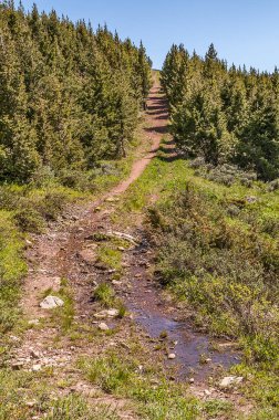 Hiking Trail in Montana