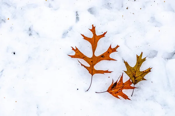 Three Oak Leaves on Snow — Stockfoto