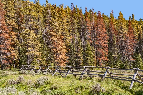 Pinos matados por escarabajos — Foto de Stock