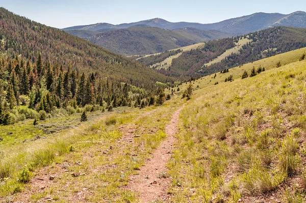 Forest Killed by Pine Beetles