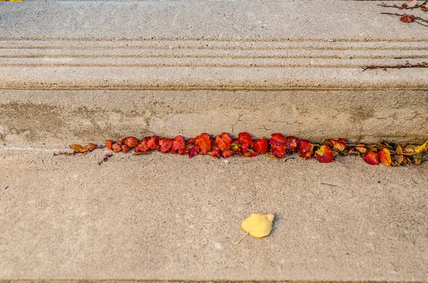 Bright Red Leaves at the Bottom of a Concrete Step — Stockfoto