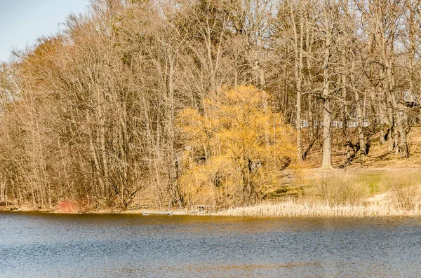 Un árbol dorado en primavera — Foto de Stock