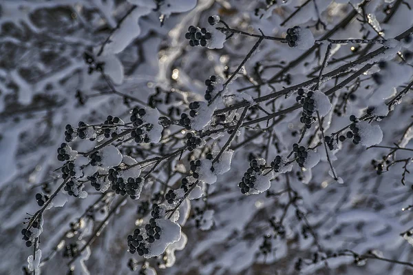 Black Berries With Ice and Melting Snow — Stockfoto