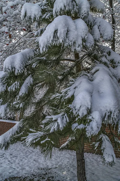 Nysnö i Montana — Stockfoto