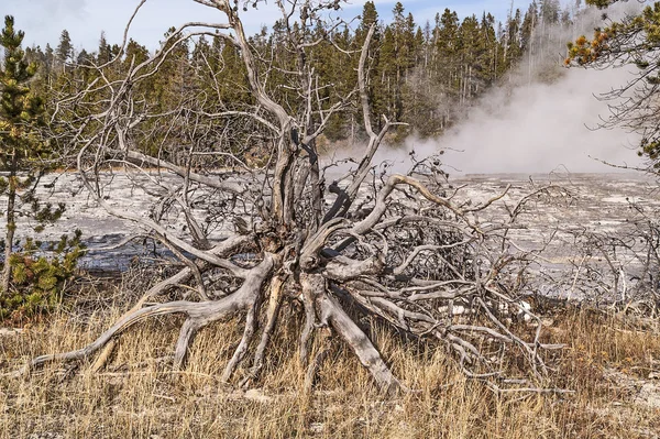 Dead Roots Make Interesting Shapes — стокове фото