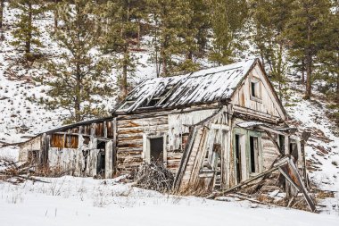 Tamire ihtiyacı olan yeşil budanmış ağaç evi.