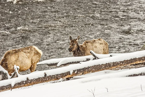 Jarní Sněhová Bouře Yellowstonu Losy — Stock fotografie