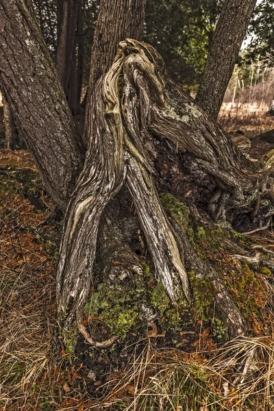 Piccola Parte Una Foresta Cedro — Foto Stock