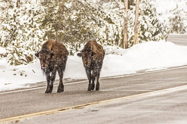 Snow Falling Yellowstone Bizon Walk Road — Stock fotografie