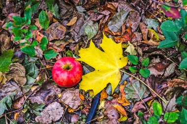 Parlak kırmızı elma, büyük sarı yaprak, ve küçük yeşil yapraklar hepsi bir sırada