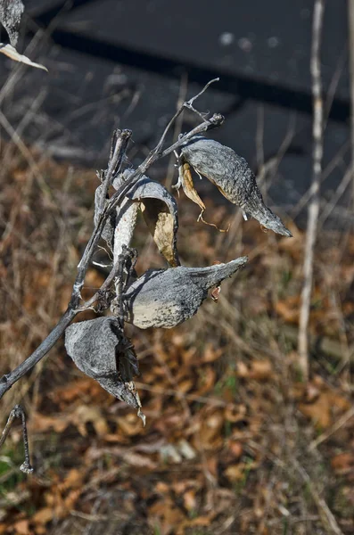 Vagens Milkweed Primavera São Secas Cinza Lado Fora — Fotografia de Stock