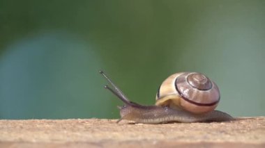 Orta boy beyaz bir kadeh salyangoz dudaklı