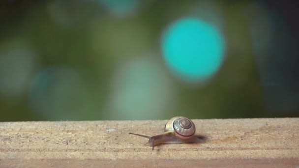 Medium Shot of a White Lipped Snail — Stock Video