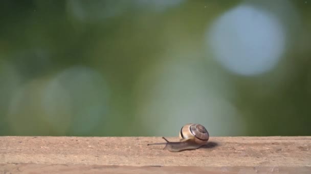 中景的白唇蜗牛 — 图库视频影像