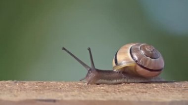 Orta boy beyaz bir kadeh salyangoz dudaklı