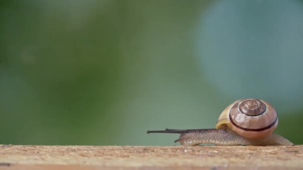 Plan moyen d'un escargot à lèvres blanc — Video