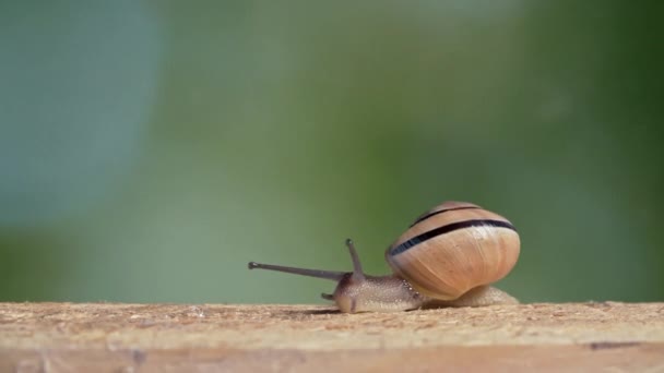 Tiro médio de um caracol de lábios brancos — Vídeo de Stock