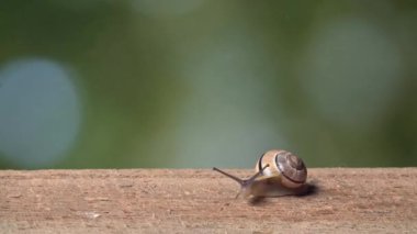 Orta boy beyaz bir kadeh salyangoz dudaklı