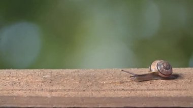 Orta boy beyaz bir kadeh salyangoz dudaklı