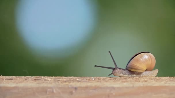 Tiro medio de un caracol de labios blancos — Vídeo de stock