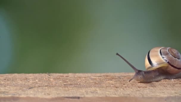 Medium Shot of a White Lipped Snail — Stock Video