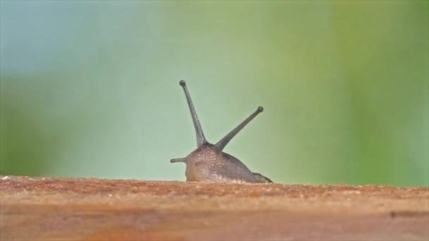 Plan moyen d'un escargot à lèvres blanc — Video