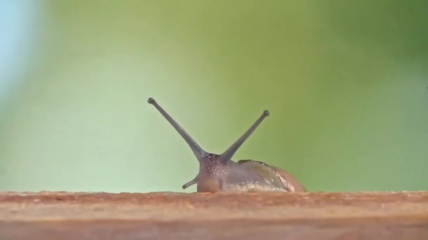 Plan moyen d'un escargot à lèvres blanc — Video