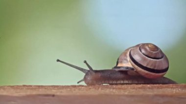 Orta boy beyaz bir kadeh salyangoz dudaklı