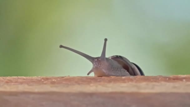 Medium Shot of a White Lipped Snail — Stock Video