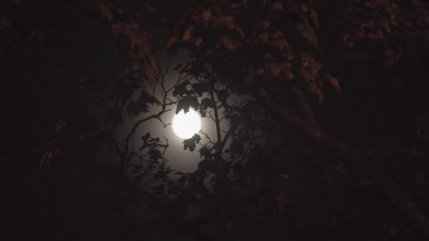 Luna llena en la noche sin nubes — Vídeos de Stock